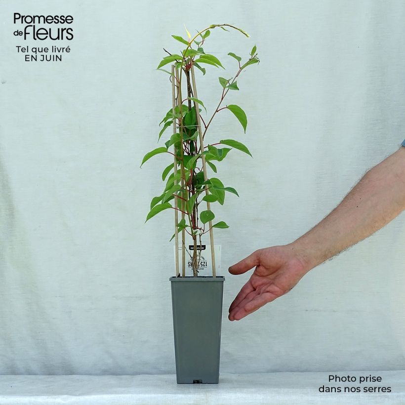 Ejemplar de Mini kiwi Weikii - Actinidia arguta Maceta 1,5L/2LAltura de entrega aprox. 30/40cm entregado en verano