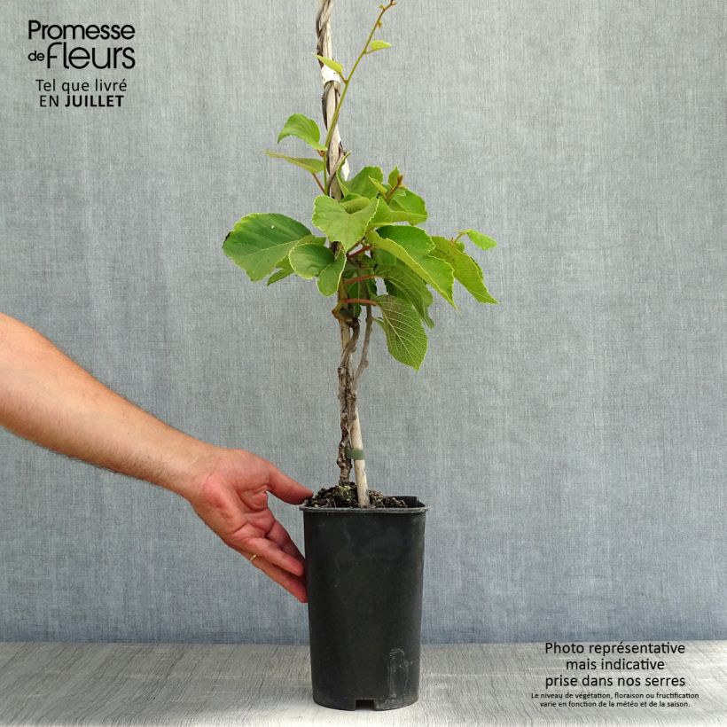 Ejemplar de Kiwi Solo - Actinidia chinensis Maceta 3L/4LAltura de entrega aprox. 30/40cm entregado en verano