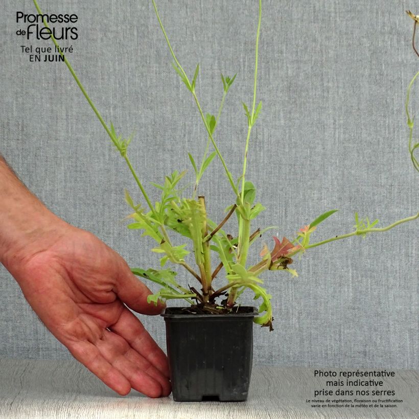Ejemplar de Knautia macedonica - Escabiosa macedonia Maceta de 7/8 cm entregado en verano