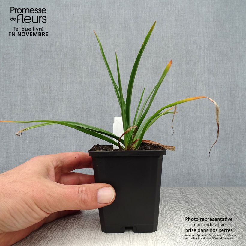 Ejemplar de Kniphofia Flamenco Maceta de 8/9 cm entregado en otoño