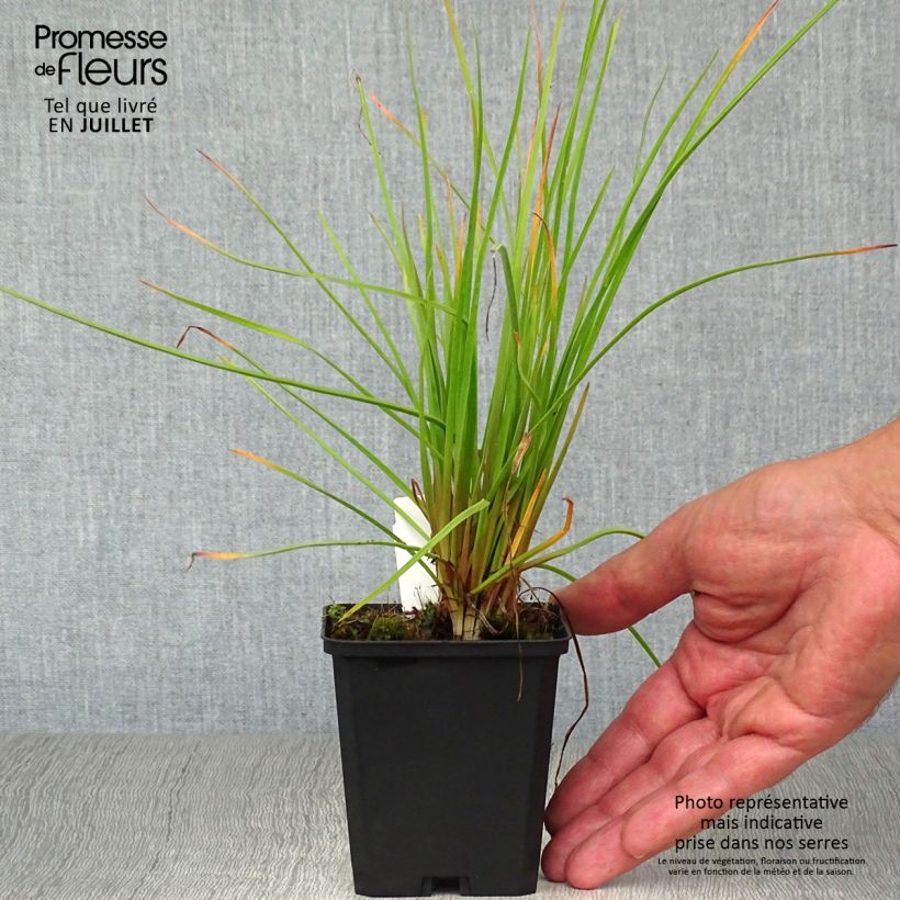Ejemplar de Kniphofia Red Rocket Maceta de 8/9 cm entregado en verano