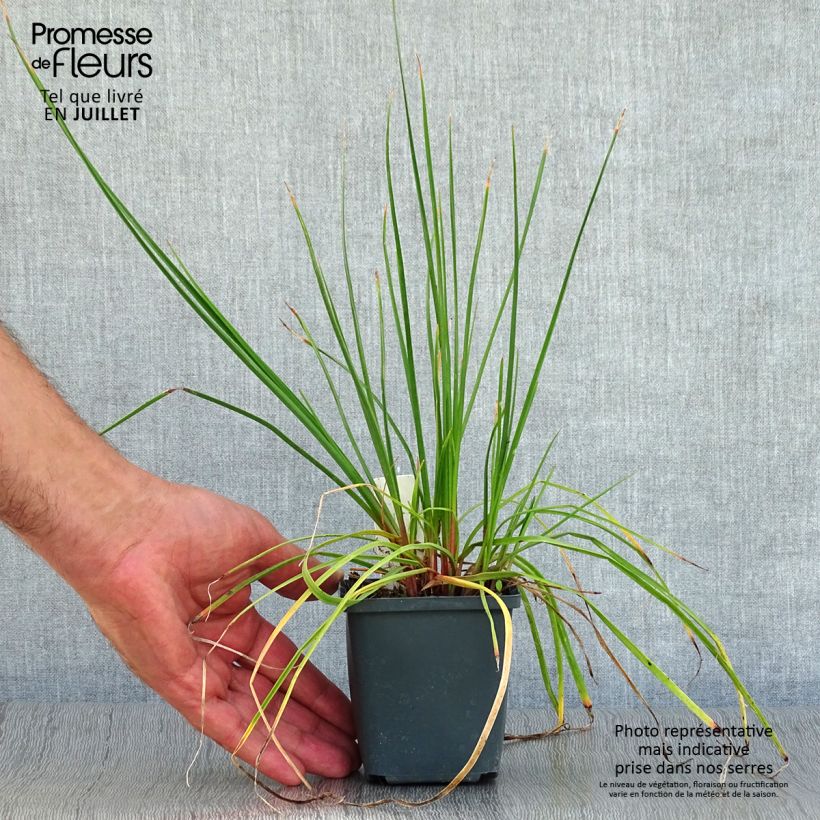 Ejemplar de Kniphofia Redhot Popsicle Maceta de 8/9 cm entregado en verano