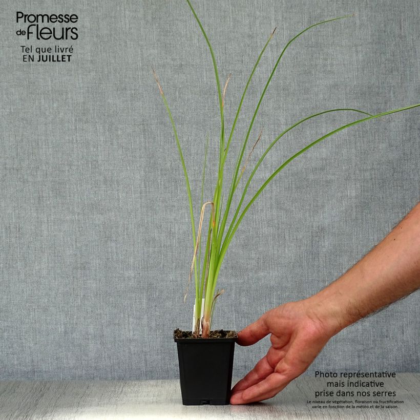 Ejemplar de Kniphofia Wrexham Buttercup - Tritoma Wrexham Buttercup Godet de 9cm entregado en verano