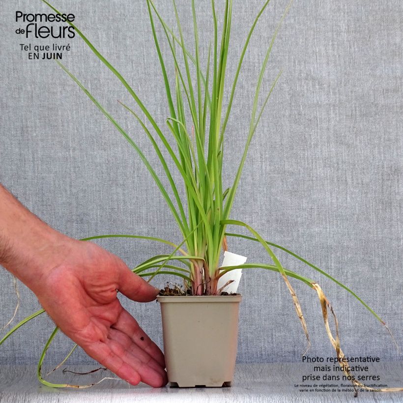 Ejemplar de Kniphofia citrina - Tritoma Godet de 8/9 cm entregado en verano