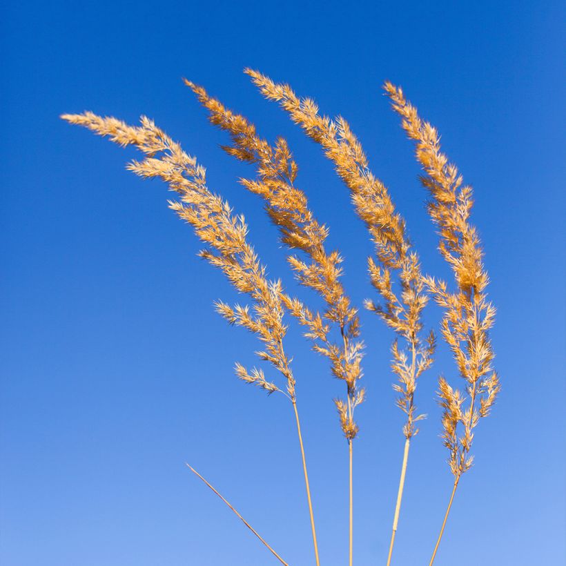 Koeleria glauca - Koeleria azul (Floración)