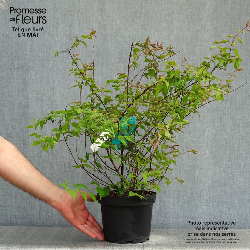 Kolkwitzia amabilis - Arbusto de la belleza Maceta 3L/4LAltura de entrega aprox. 50/60cm Ejemplar entregado en la primavera