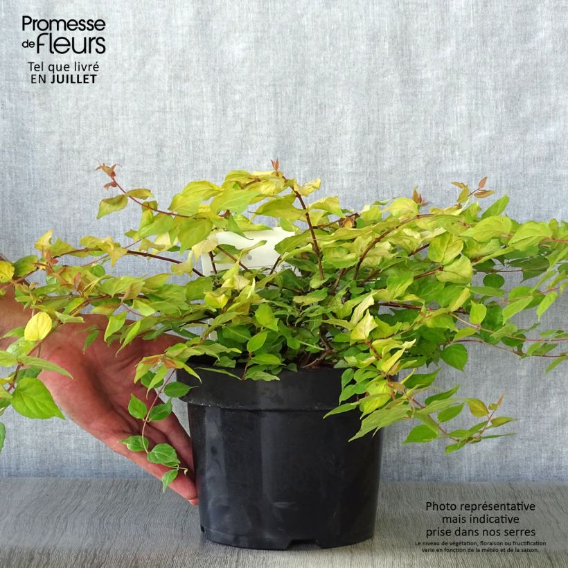 Ejemplar de Kolkwitzia amabilis Maradco - Arbusto de la belleza Maceta 3L/4L entregado en verano