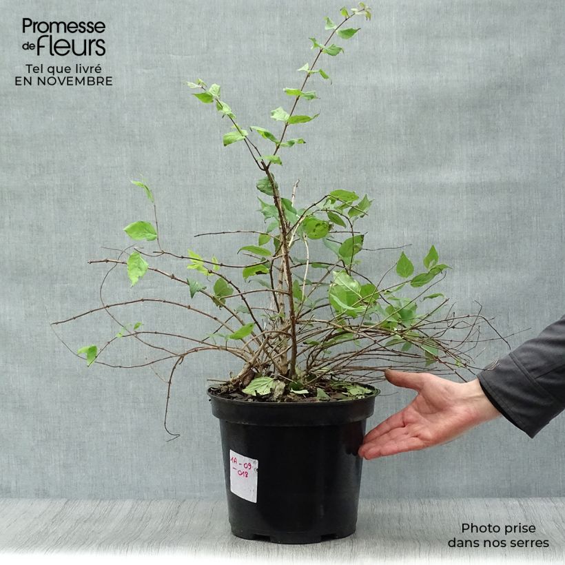Ejemplar de Kolkwitzia amabilis Pink Cloud - Arbusto de la belleza Maceta 6L/7L entregado en otoño