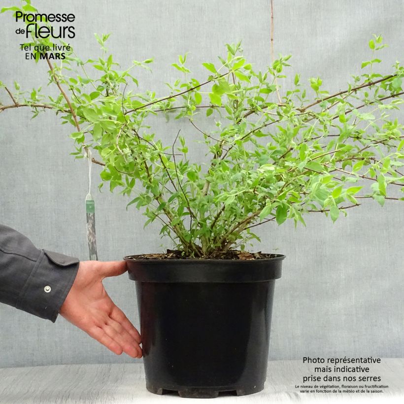 Kolkwitzia amabilis Pink Cloud - Arbusto de la belleza Maceta 6L/7L Ejemplar entregado en la primavera