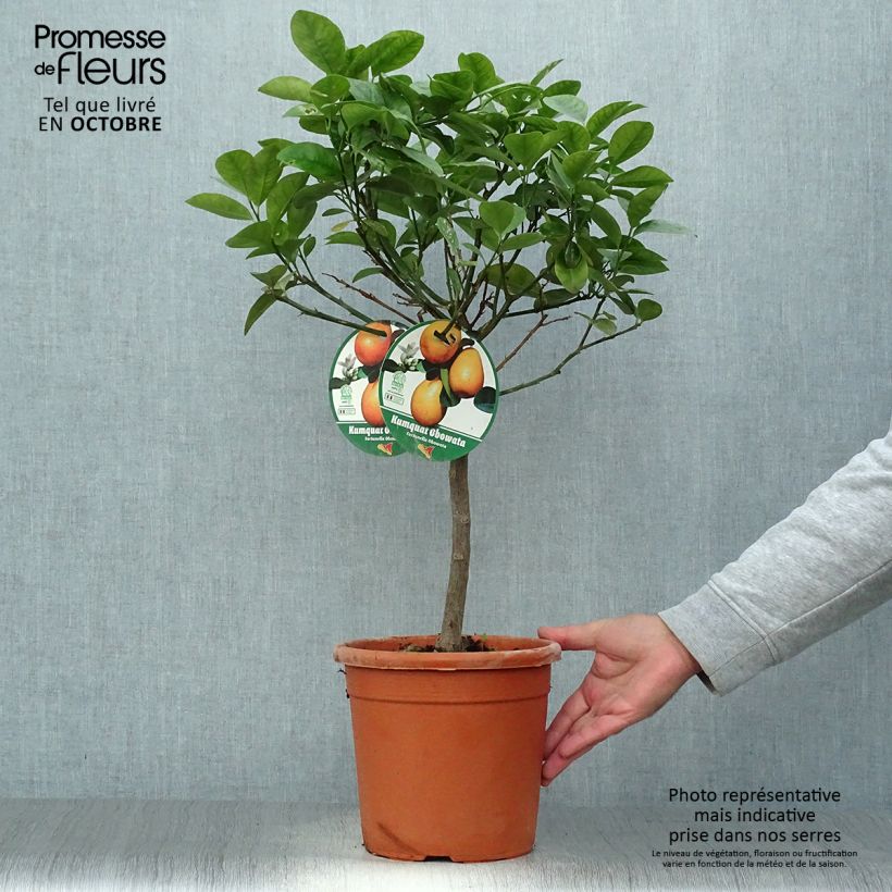 Ejemplar de Naranjo enano japonés Fukushu o Jiangsu Maceta 4L/5L, 1/4 tallo entregado en otoño