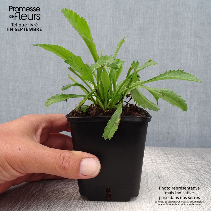 Ejemplar de Margarita Reina Alaska - Leucanthemum superbum Maceta de 8/9 cm entregado en otoño