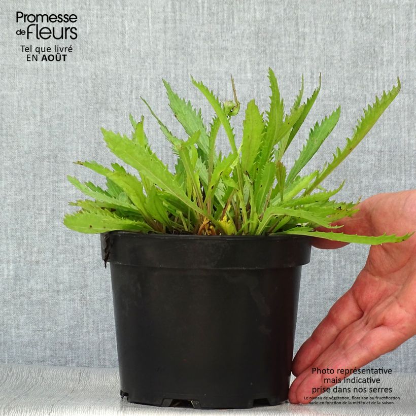 Ejemplar de Margarita Reina Petite Princesse d'Argent - Leucanthemum superbum Maceta 2L/3L entregado en verano