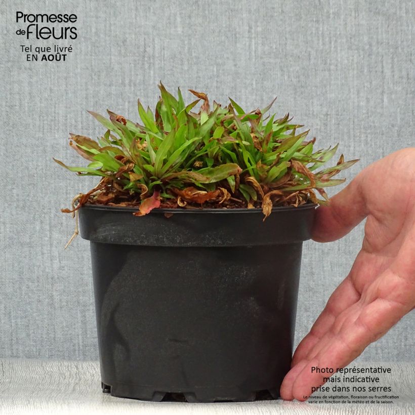 Ejemplar de Lychnis flos-cuculi Jenny - Flor de cuclillo Maceta 2L/3L entregado en verano