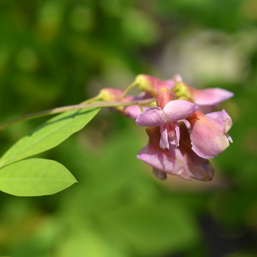 Laburnocytisus adamii (Floración)