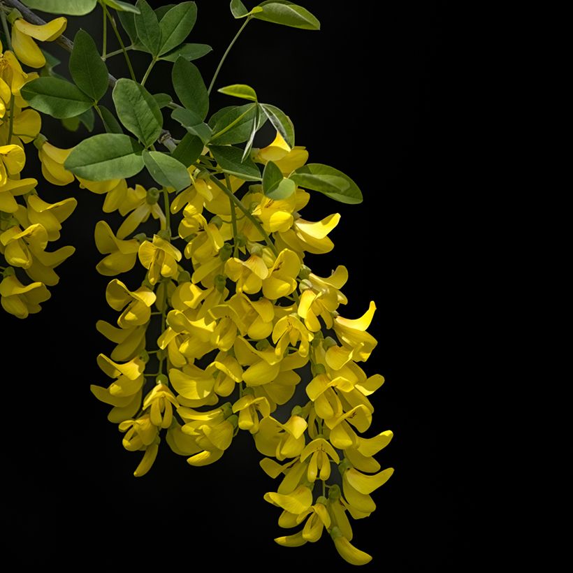 Laburnum anagyroides Yellow Rocket® (Floración)