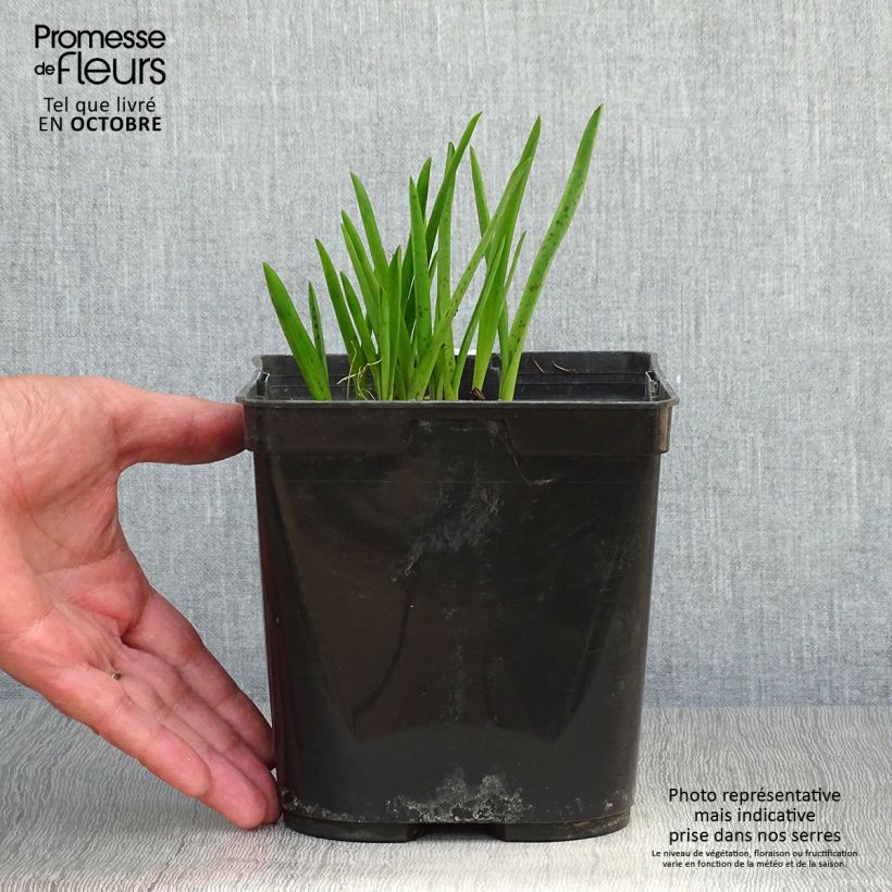 Ejemplar de Lachenalia African Beauty Namakwa Maceta 2L/3L entregado en otoño
