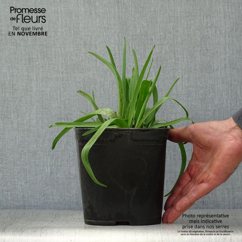 Ejemplar de Lachenalia African Beauty Rupert Maceta 3L/4L entregado en otoño