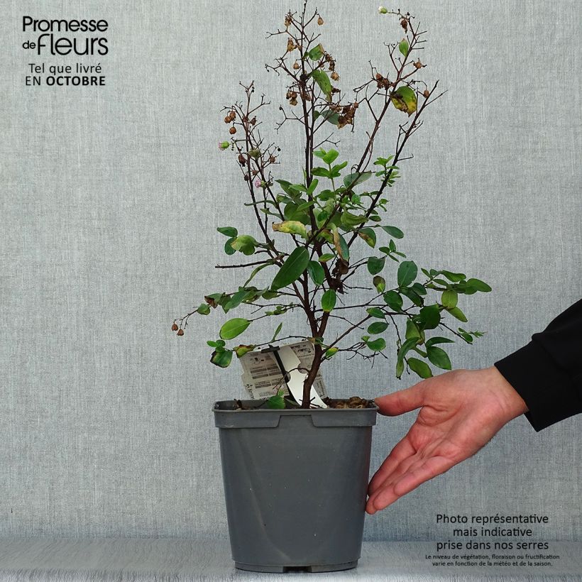 Ejemplar de Árbol de Júpiter Camaïeu d'Ete - Lagerstroemia indica Maceta 4L/5L entregado en otoño