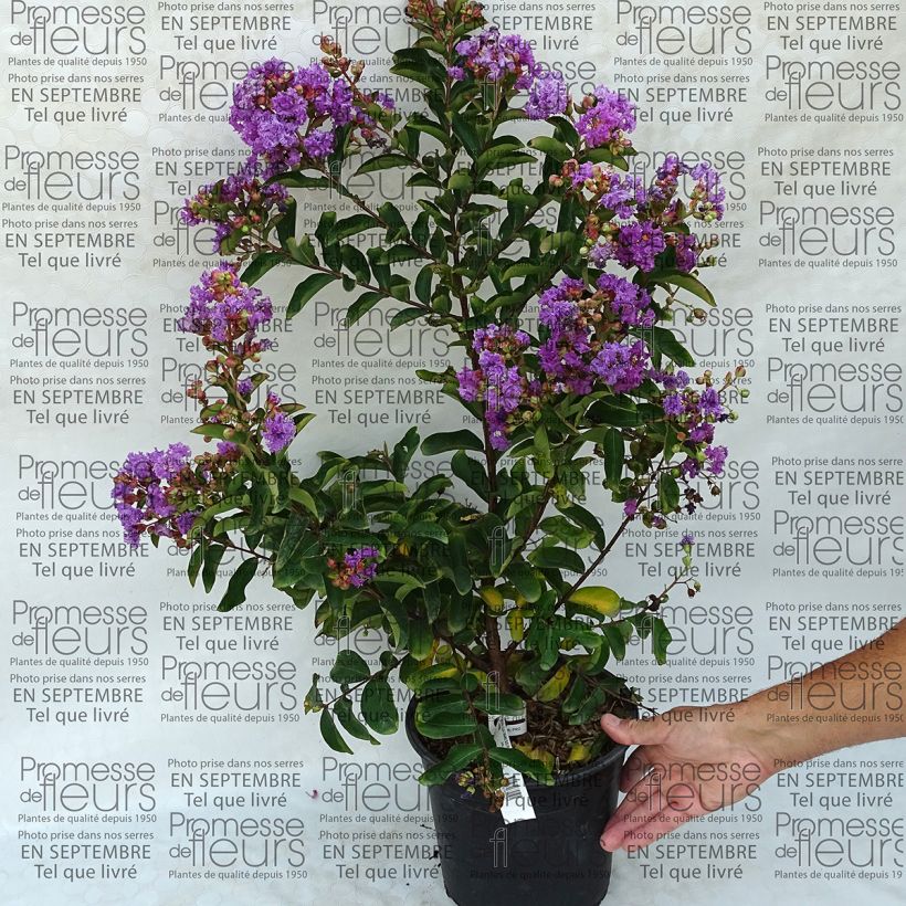 Ejemplo de ejemplar de Árbol de Júpiter Lilac Grand Sud - Lagerstroemia indica Maceta 4L/5L tal y como se entrega