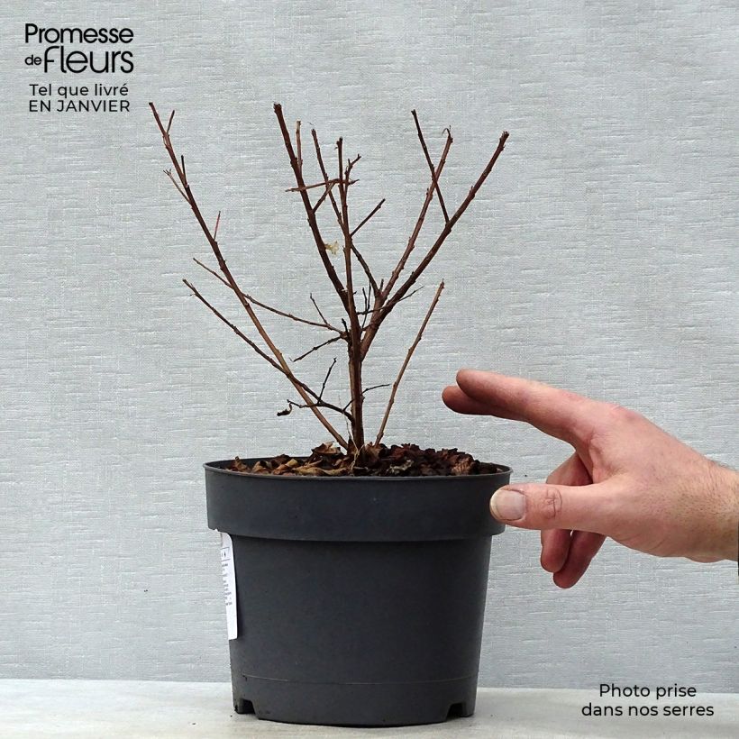 Árbol de Júpiter Mardi Gras - Lagerstroemia indica Maceta 3L/4L Ejemplar entregado en invierno