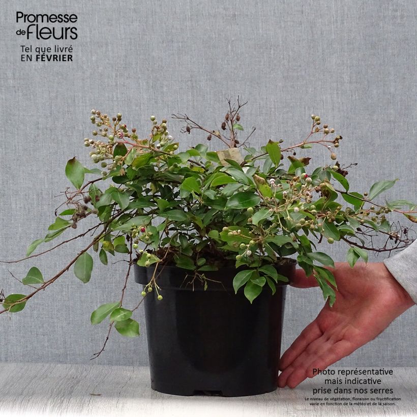 Ejemplar de Árbol de Júpiter Mimie Fucsia - Lagerstroemia indica Maceta 2L/3L entregado en otoño