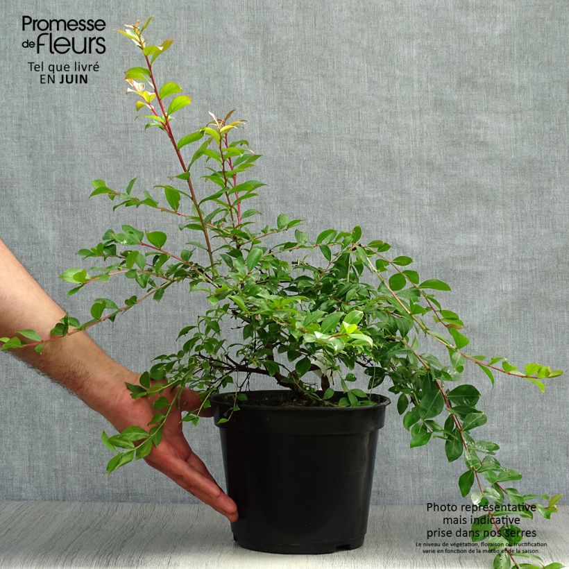 Ejemplar de Árbol de Júpiter Mimie Fucsia - Lagerstroemia indica Maceta 2L/3LAltura de entrega aprox. 10/20cm entregado en verano