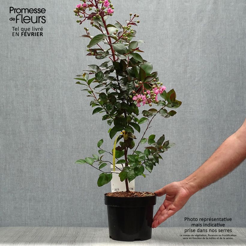Ejemplar de Árbol de Júpiter Rhapsody in PINK - Lagerstroemia indica Maceta 3L/4L entregado en otoño