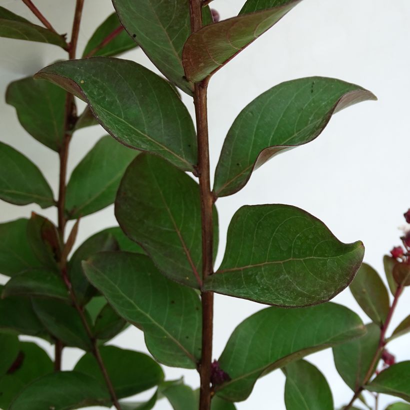 Árbol de Júpiter Berlingot Menthe - Lagerstroemia indica (Follaje)