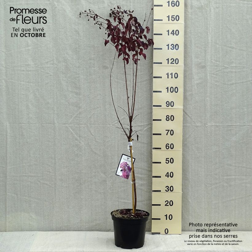 Ejemplar de Árbol de Júpiter Black Diamond Lavender Lace - Lagerstroemia indica Maceta 7,5L/10L entregado en otoño