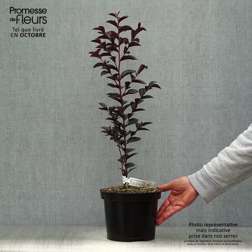 Ejemplar de Árbol de Júpiter Black Solitaire Blush - Lagerstroemia indica Maceta 3L/4L entregado en otoño