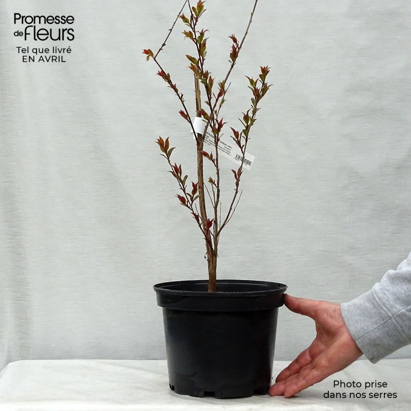 Árbol de Júpiter Black Solitaire Crimson Red - Lagerstroemia indica Maceta 3L/4LAltura de entrega aprox. 60/80cm Ejemplar entregado en la primavera