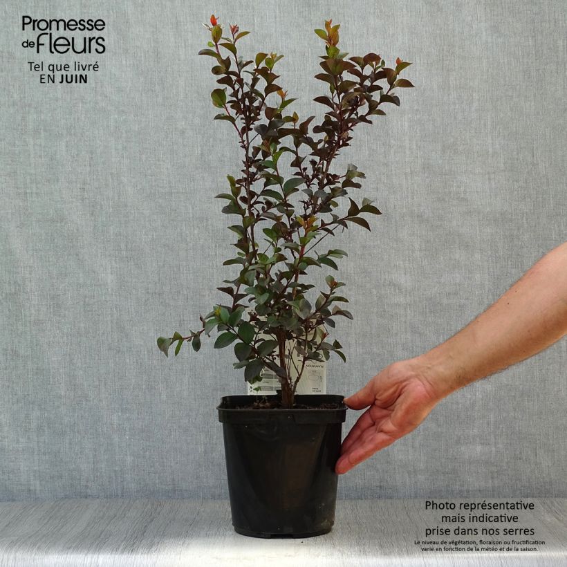 Ejemplar de Árbol de Júpiter Black Solitaire Shell Pink - Lagerstroemia indica Maceta 3L/4L entregado en verano