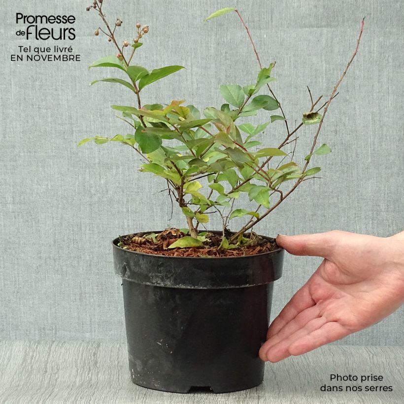 Ejemplar de Árbol de Júpiter Coral Magic - Lagerstroemia indica Maceta 2L/3L entregado en otoño
