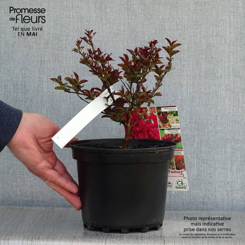 Árbol de Júpiter Play It Again Double Feature - Lagerstroemia indica Maceta 2L/3L Ejemplar entregado en la primavera