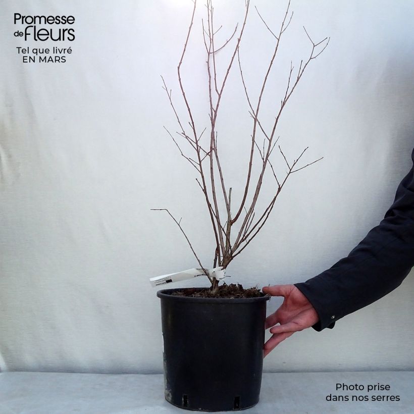 Árbol de Júpiter Dynamite - Lagerstroemia indica Maceta 7,5L/10L Ejemplar entregado en la primavera