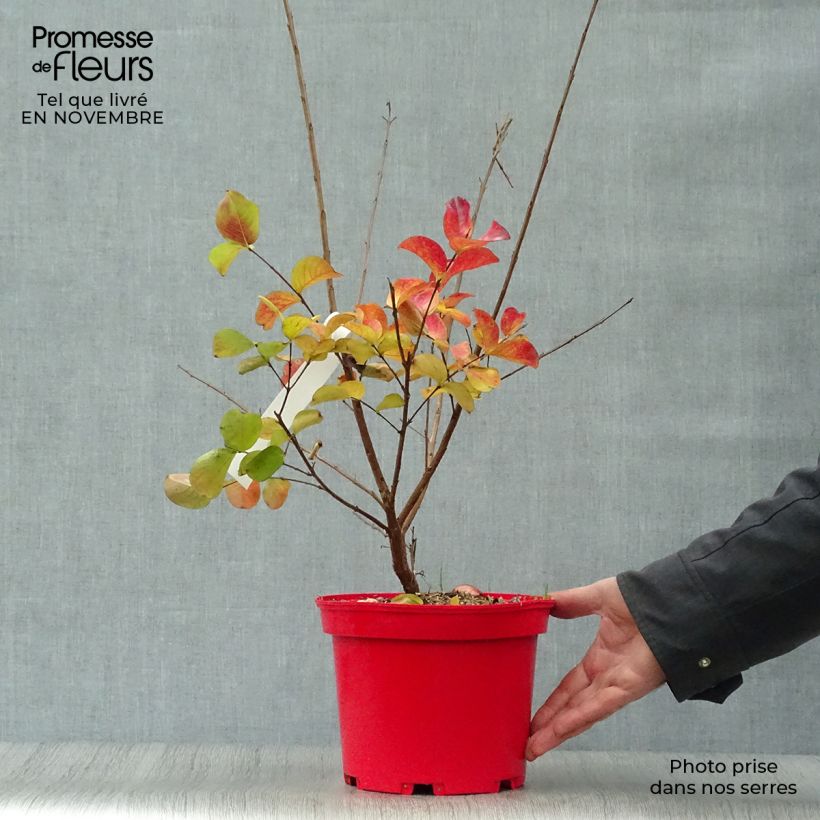 Ejemplar de Árbol de Júpiter Dynamite - Lagerstroemia indica Maceta 3L/4L entregado en otoño
