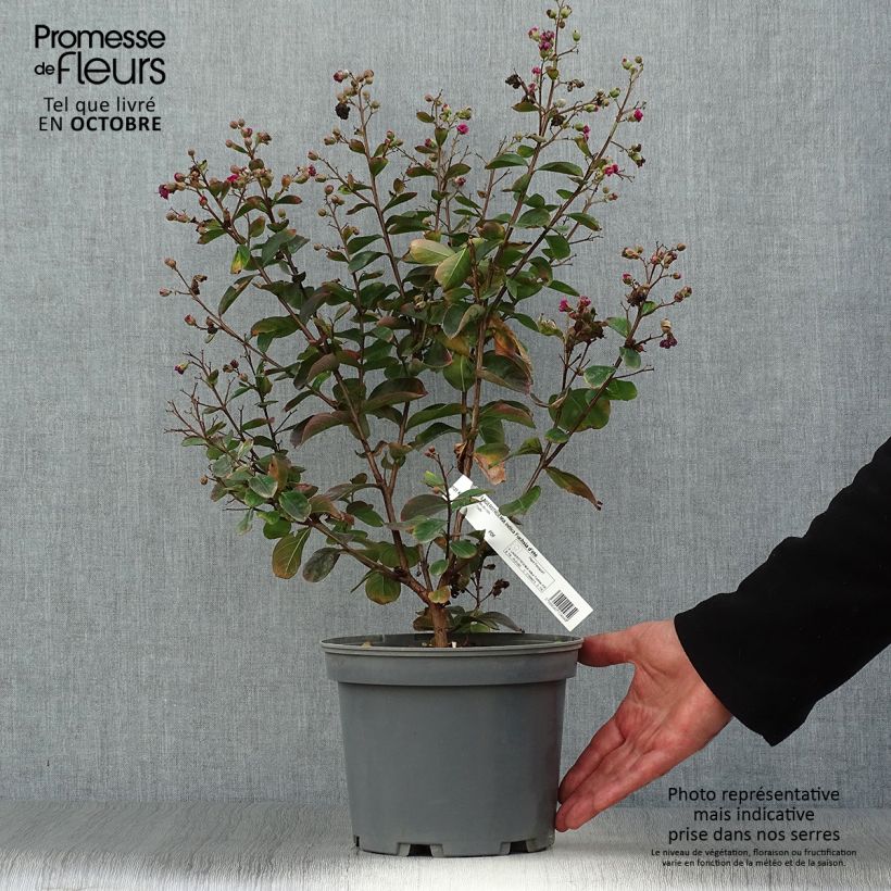 Ejemplar de Árbol de Júpiter Fucsia d'Eté - Lagerstroemia indica Maceta 4L/5L entregado en otoño
