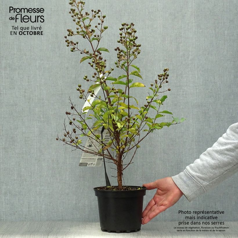 Ejemplar de Árbol de Júpiter Grand Cru - Lagerstroemia indica Maceta 3L/4L entregado en otoño
