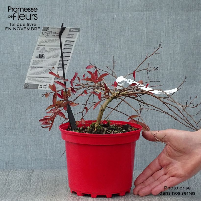 Ejemplar de Árbol de Júpiter Houston - Lagerstroemia indica Maceta 3L/4L entregado en otoño