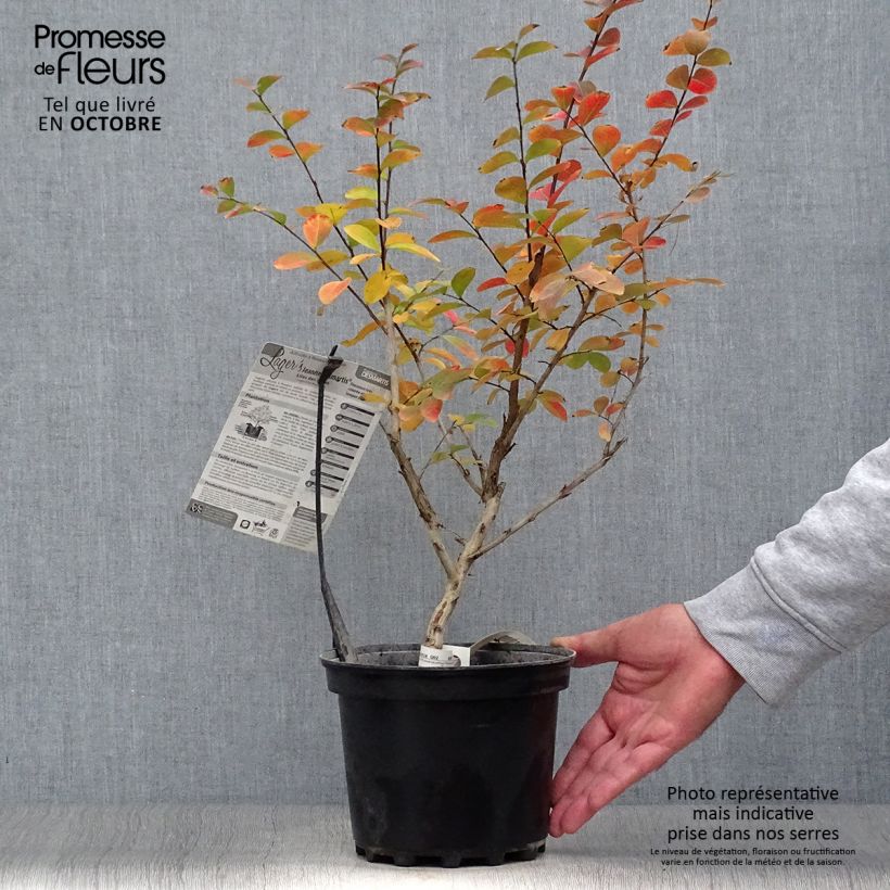 Ejemplar de Árbol de Júpiter Jeanne Desmartis - Lagerstroemia indica Maceta 3L/4L entregado en otoño