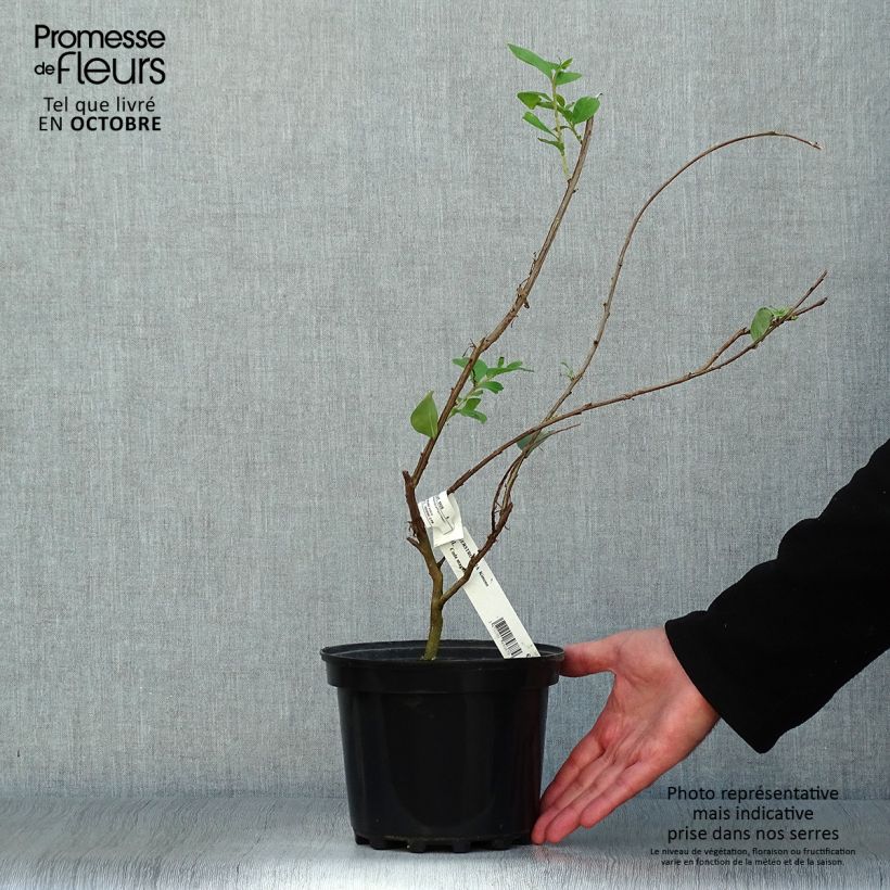 Ejemplar de Árbol de Júpiter Kimono - Lagerstroemia indica Maceta 3L/4L entregado en otoño