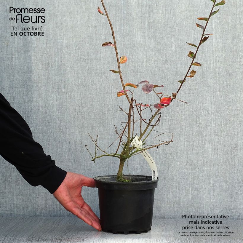 Ejemplar de Árbol de Júpiter La Mousson - Lagerstroemia indica Maceta 3L/4L entregado en otoño