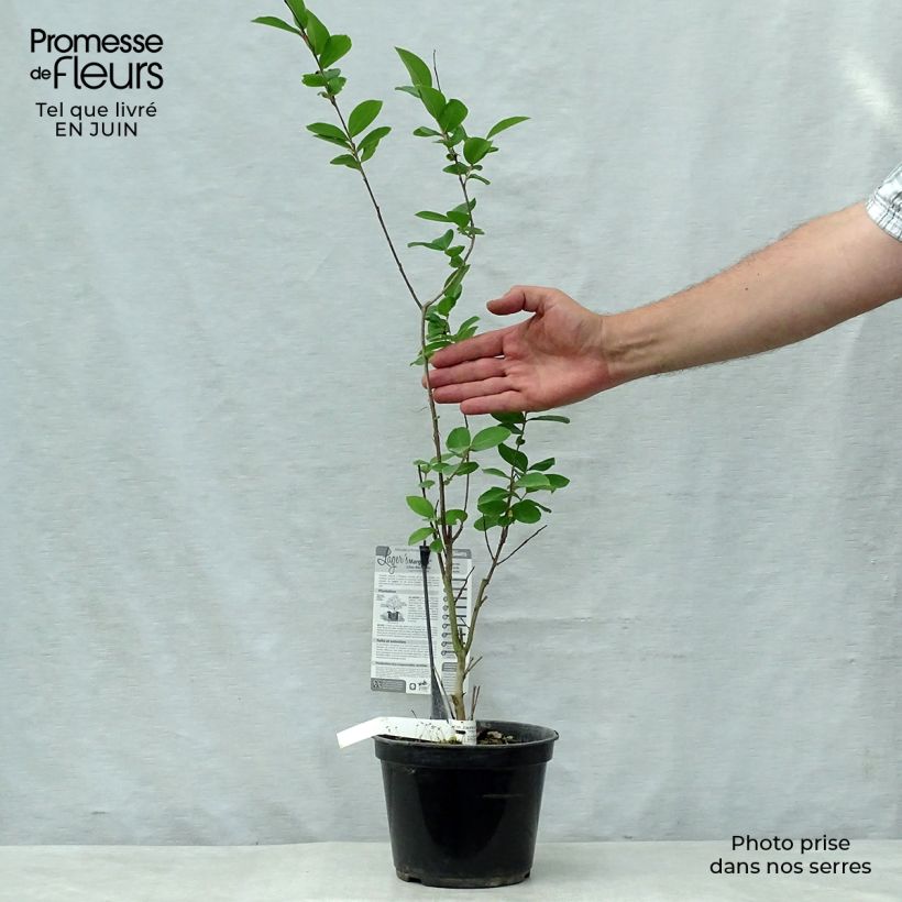 Ejemplar de Árbol de Júpiter Margaux - Lagerstroemia indica Maceta 3L/4L entregado en verano