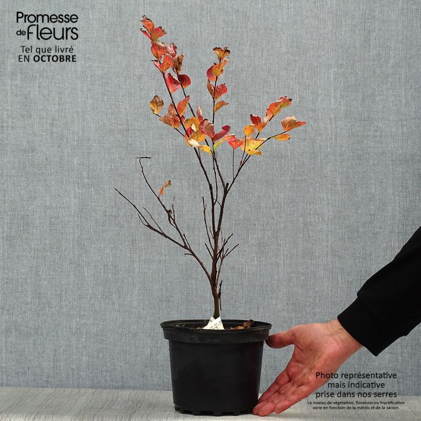 Ejemplar de Árbol de Júpiter Margaux - Lagerstroemia indica Maceta 3L/4L entregado en otoño