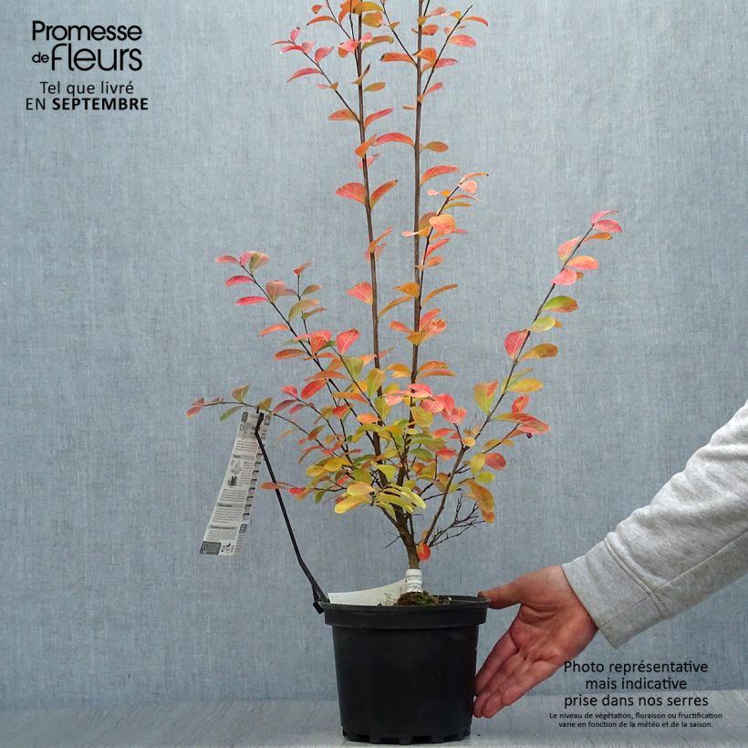 Ejemplar de Árbol de Júpiter Monbazillac - Lagerstroemia indica Maceta 3L/4L entregado en otoño