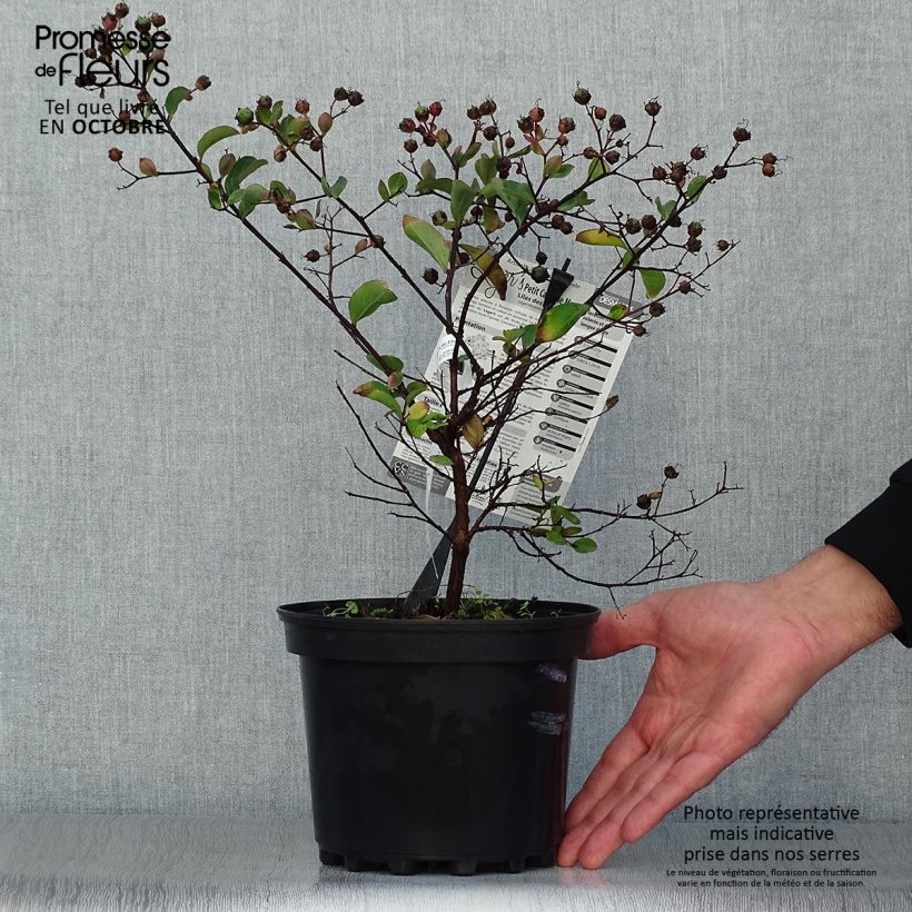 Ejemplar de Árbol de Júpiter Petite Canaille mauve - Lagerstroemia indica Maceta 3L/4L entregado en otoño