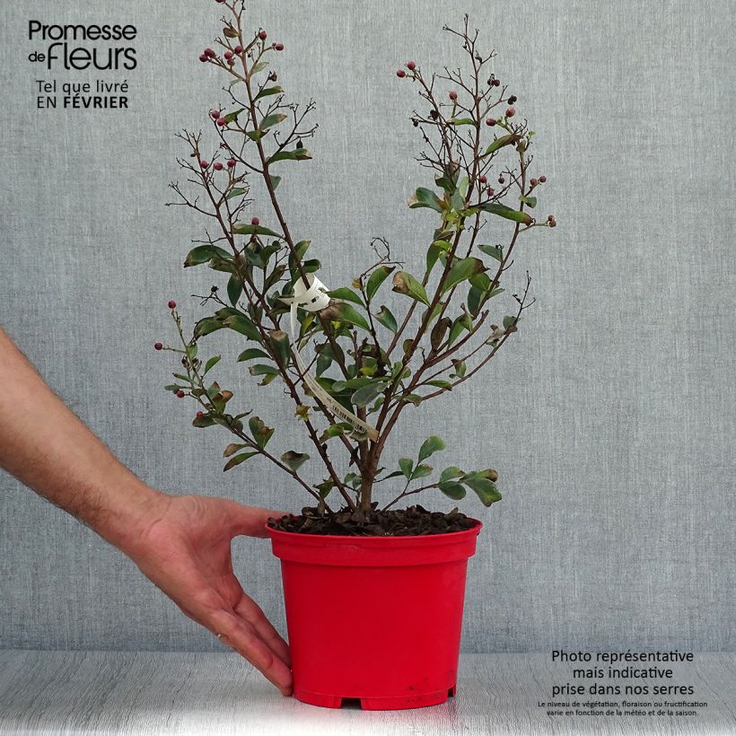 Ejemplar de Árbol de Júpiter Red imperator - Lagerstroemia indica Maceta 3L/4L entregado en otoño