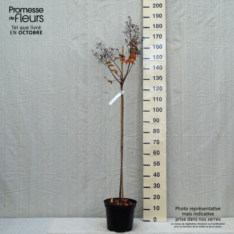 Ejemplar de Árbol de Júpiter Rhapsody in PINK - Lagerstroemia indica Maceta 7,5L/10L entregado en otoño
