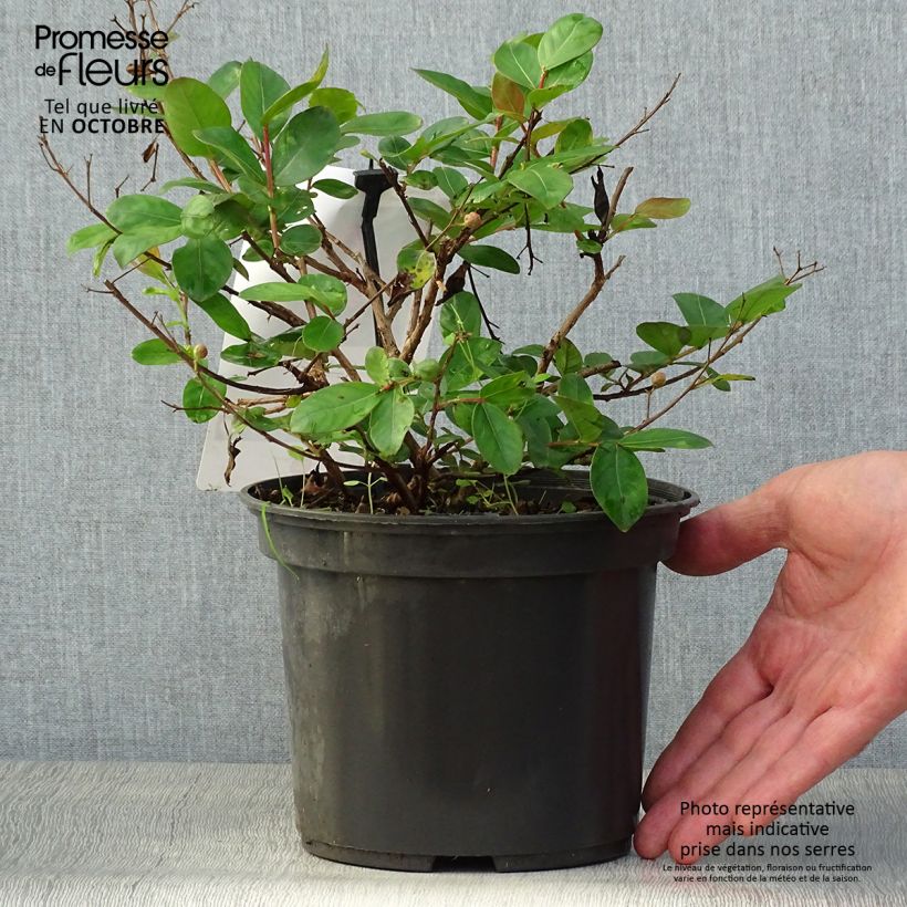 Ejemplar de Árbol de Júpiter roja nana - Lagerstroemia indica Maceta 2L/3L entregado en otoño