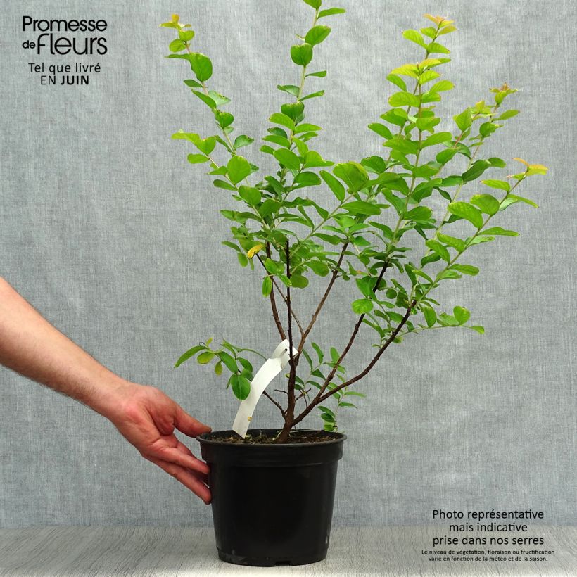 Ejemplar de Árbol de Júpiter Rubra - Lagerstroemia indica Maceta 2L/3LAltura de entrega aprox. 30/40cm entregado en verano